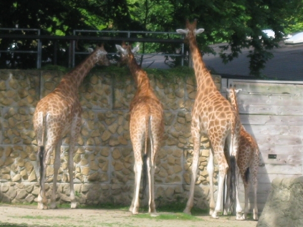 Giraffen