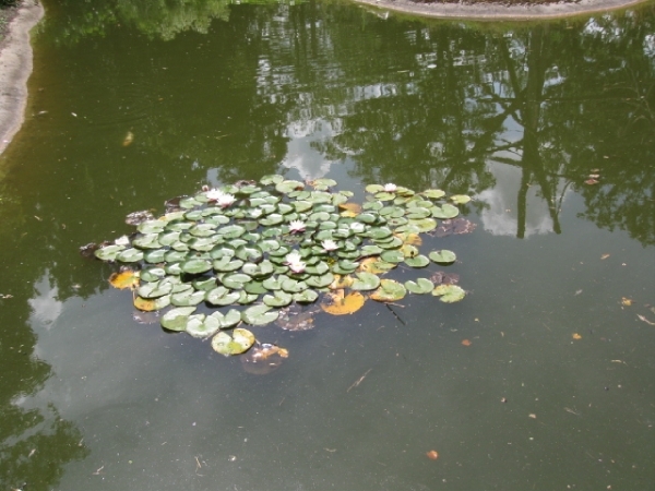 Mechelen-Muizen-Plankendael 224