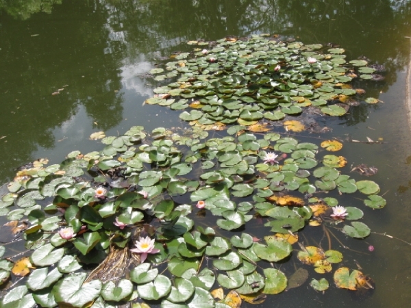 Mechelen-Muizen-Plankendael 225