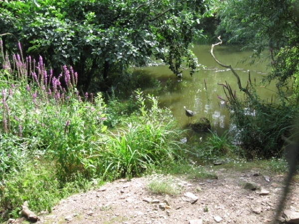 Mechelen-Muizen-Plankendael 318