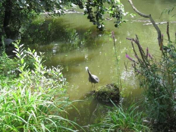 Mechelen-Muizen-Plankendael 319