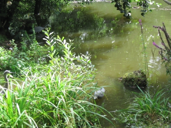 Mechelen-Muizen-Plankendael 320