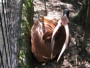 plankendael en preifrees 006
