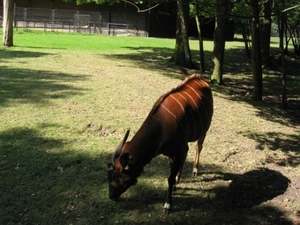 plankendael en preifrees 008