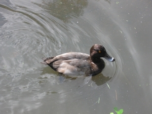 plankendael en preifrees 042
