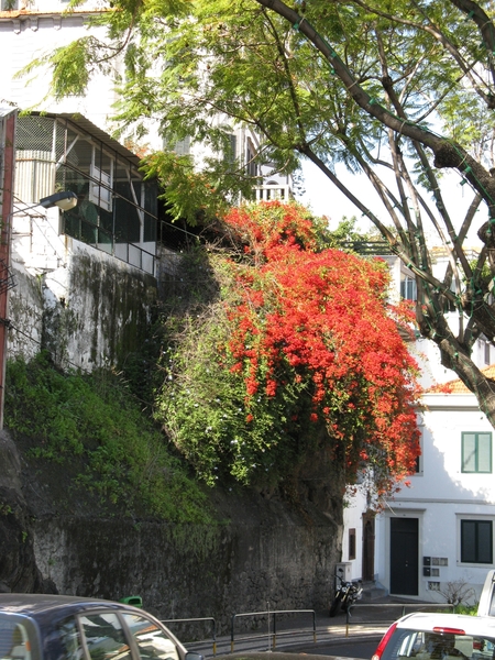 Madeira 034
