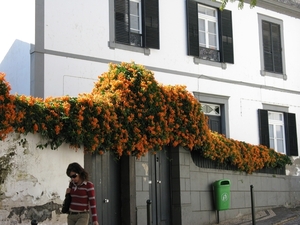 Madeira 035