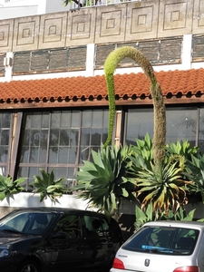 Madeira 042