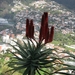 Madeira 077