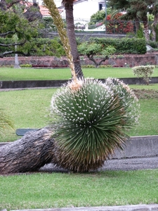 Madeira 089