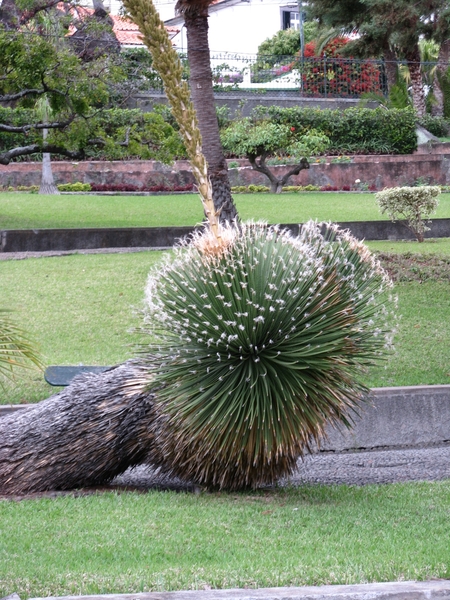Madeira 089