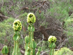 Madeira 111