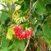 Madeira 113