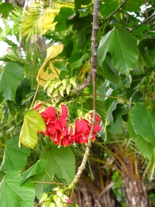 Madeira 113