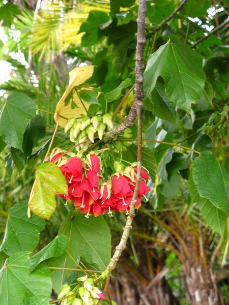 Madeira 113
