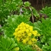 Madeira 115