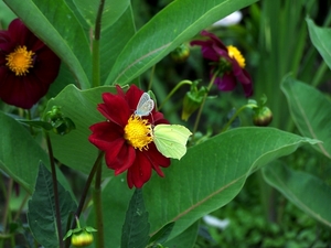 Citroenvlinder en vuilboomblauwtje