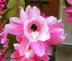 Hommel in bloem van bladcactus