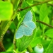 Groene spanner op bosbesplant