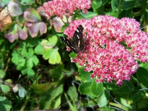 Landkaartje op sedum