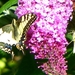 Koninginnepage op vlinderstruik.
