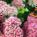 Vlinders op sedum