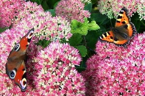 Vlinders op sedum