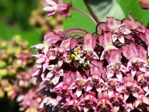 Gevlekte smalbok.Rutpela maculata