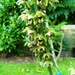 Wesp met stuifmeel van wespenorchis