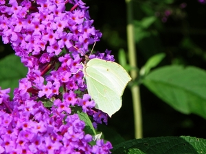 Citroenvlinder