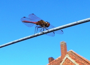 Bloedrode heidelibel