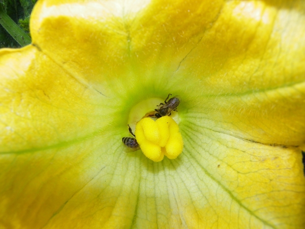 Bijen in courgetttebloem