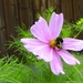 Hommel op cosmea