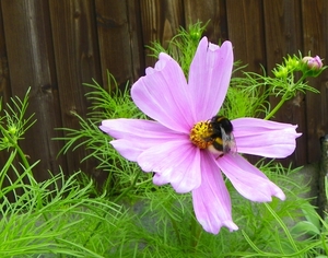 Hommel op cosmea