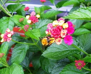 Hommel op lavatera