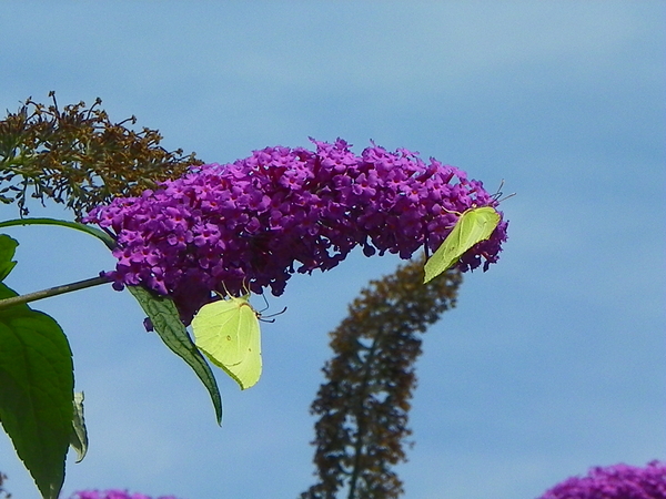 Citroenvlinder