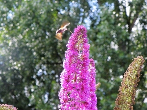 18 juli kolibrievlinder