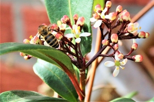 Bij op skimmia