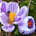 Blauwe crocus met bezoek.