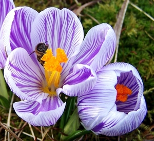 Blauwe crocus met bezoek.