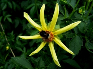 Honka dahlia