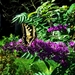 Koninginnepage op vlinderstruik