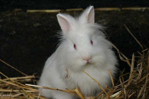 lief klein konijntje