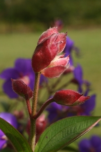 blommekes in den hof 4