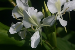 blommekes in den hof 5