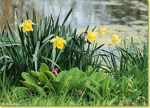 lentebloemen