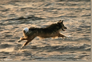 vliegend 's avonds op het strand