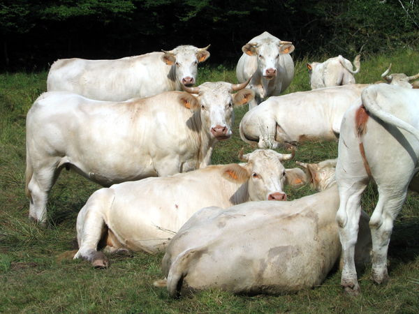 charolais