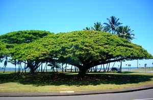 Hawaii 056