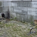 2008-11-02 Vresse Kembakor (4)
